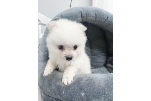 販売中の東京都のミックス犬-391174の9枚目