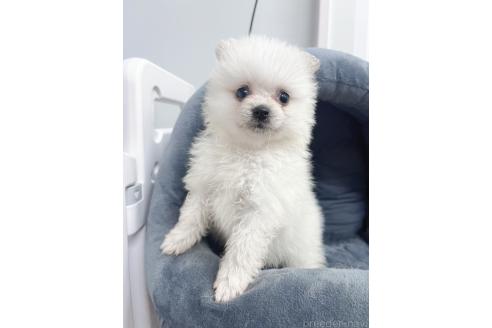 販売中の東京都のミックス犬-391174の8枚目
