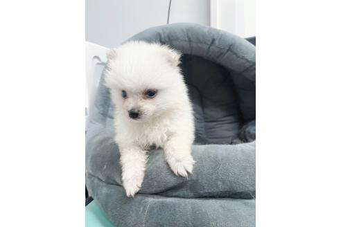 販売中の東京都のミックス犬-391174の7枚目