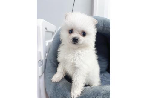 販売中の東京都のミックス犬-391174の6枚目