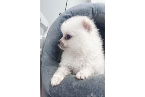販売中の東京都のミックス犬-391174の5枚目