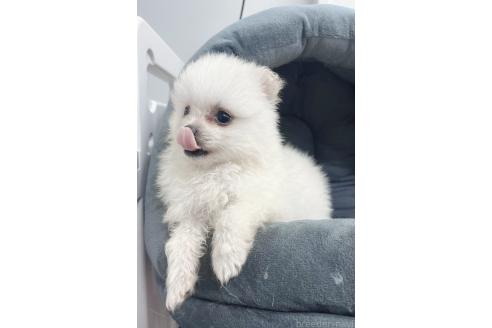 販売中の東京都のミックス犬-391174の4枚目