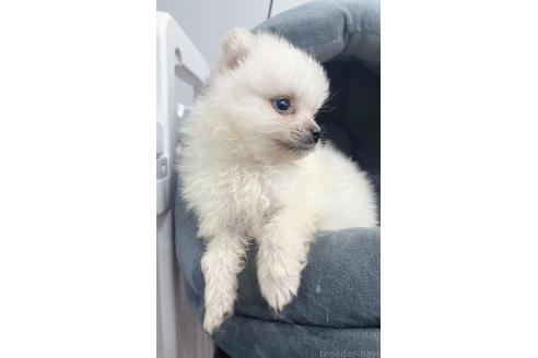 販売中の東京都のミックス犬-391174の3枚目