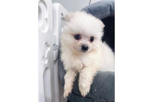 販売中の東京都のミックス犬-391174の2枚目
