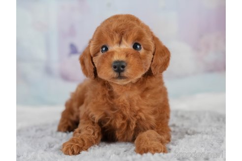 販売中の埼玉県のトイプードル-391521の6枚目