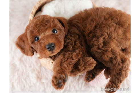 成約済の埼玉県のトイプードル-391520の7枚目