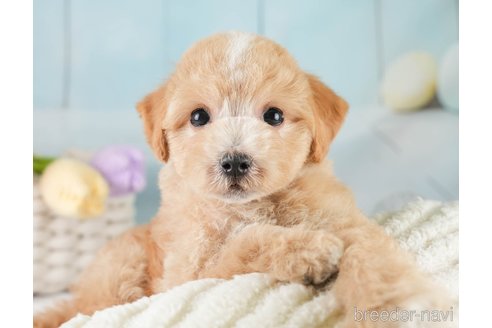 販売中の埼玉県のビションプー:ビションフリーゼ×トイプードル-391516の9枚目