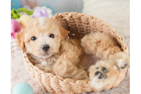 販売中の埼玉県のビションプー:ビションフリーゼ×トイプードル-391516の7枚目