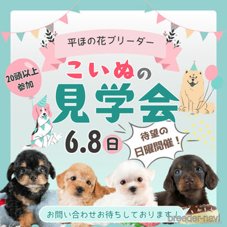 販売中の埼玉県のビションプー:ビションフリーゼ×トイプードル-391499の3枚目