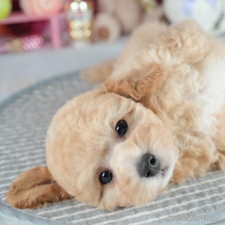販売中の茨城県のミックス犬-391075の4枚目