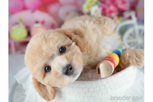 販売中の茨城県のミックス犬-391075の5枚目