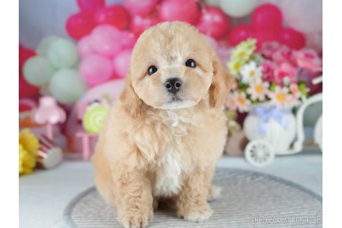 販売中の茨城県のミックス犬-391075の6枚目