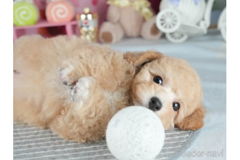 販売中の茨城県のミックス犬-391075の7枚目