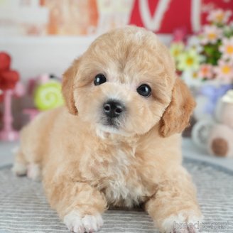 販売中の茨城県のミックス犬-391146の1枚目