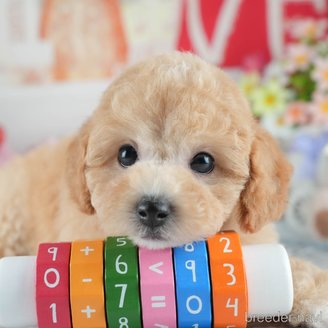 販売中の茨城県のミックス犬-391146の4枚目