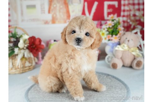 販売中の茨城県のミックス犬-391146の5枚目