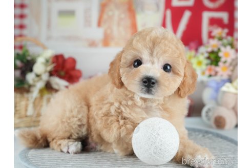 販売中の茨城県のミックス犬-391146の6枚目