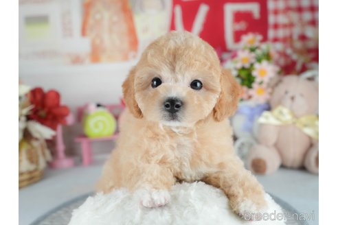 販売中の茨城県のミックス犬-391146の7枚目