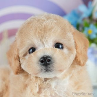 販売中の茨城県のミックス犬-391147