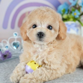 販売中の茨城県のミックス犬-391147の4枚目