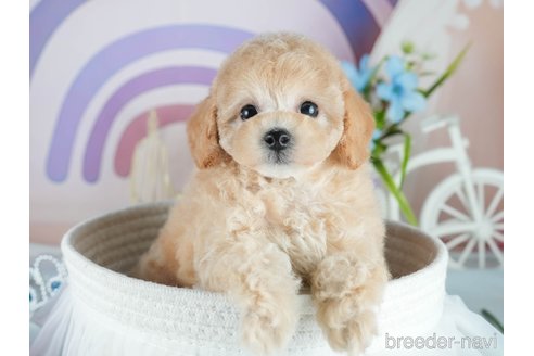 販売中の茨城県のミックス犬-391147の5枚目