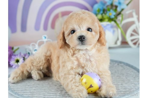 販売中の茨城県のミックス犬-391147の6枚目