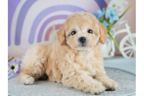販売中の茨城県のミックス犬-391147の7枚目