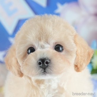 販売中の茨城県のミックス犬-391366