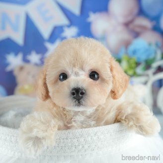 販売中の茨城県のミックス犬-391366の4枚目