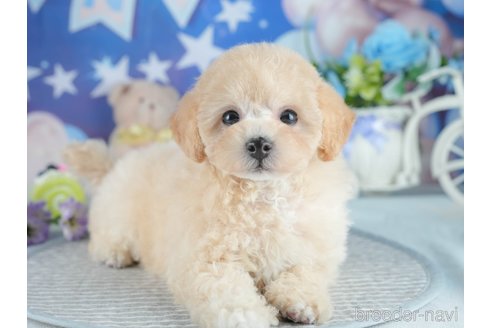 販売中の茨城県のミックス犬-391366の5枚目