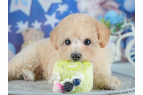 販売中の茨城県のミックス犬-391366の7枚目