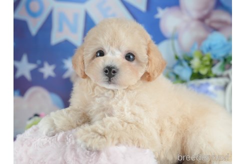 販売中の茨城県のミックス犬-391366の6枚目