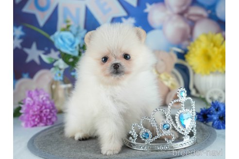 販売中の茨城県のポメラニアン-391369の4枚目