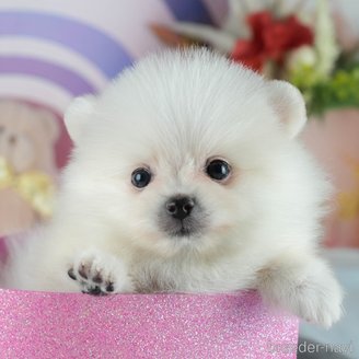 販売中の茨城県のポメラニアン-391142の6枚目