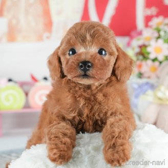 販売中の茨城県のトイプードル-391371の8枚目