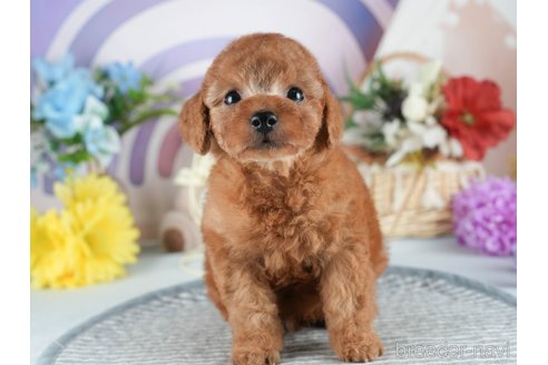 販売中の茨城県のトイプードル-391370の5枚目