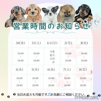 商談中の茨城県のマルチーズ-391135の10枚目
