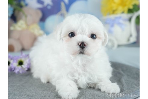 商談中の茨城県のマルチーズ-391135の6枚目