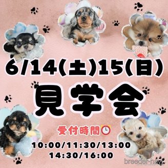 商談中の茨城県のマルチーズ-391135の3枚目
