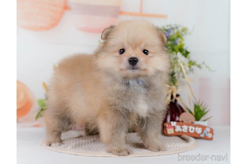 販売中の神奈川県のポメラニアン-391329の11枚目