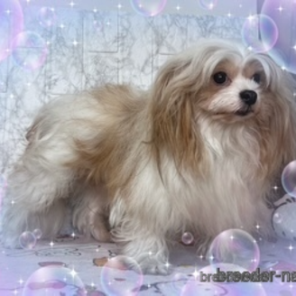 販売中の長野県のミックス犬-386762