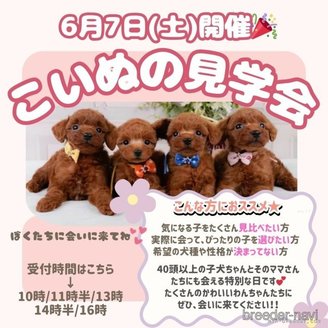 販売中の神奈川県のチワックス:チワワ×ミニチュアダックスフンド-391273の5枚目