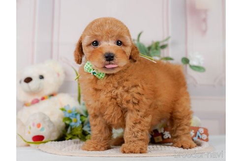 販売中の神奈川県のトイプードル-391257の8枚目