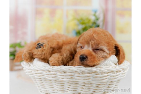販売中の神奈川県のトイプードル-391263の6枚目