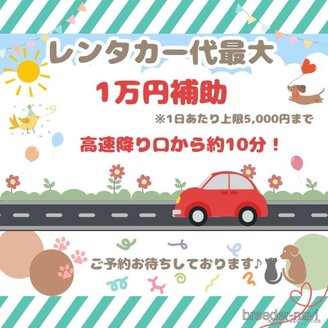 販売中の千葉県のトイプードル-391014の12枚目