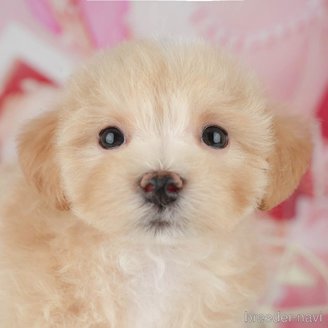 販売中の千葉県のミックス犬-391315の1枚目
