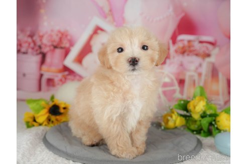 販売中の千葉県のミックス犬-391315の8枚目