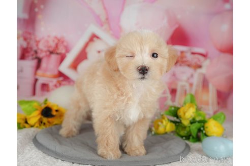 販売中の千葉県のミックス犬-391315の9枚目