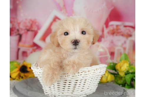 販売中の千葉県のミックス犬-391315の4枚目