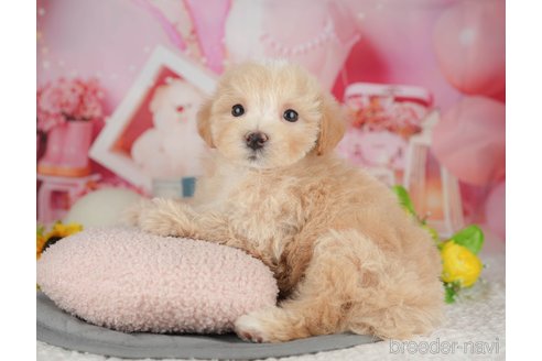 販売中の千葉県のミックス犬-391315の6枚目